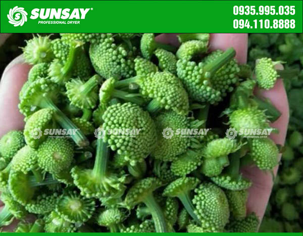 Nụ tam thất sấy lạnh màu đẹp