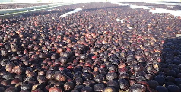 Phơi cà phê dưới nắng theo hình thức truyền thống 