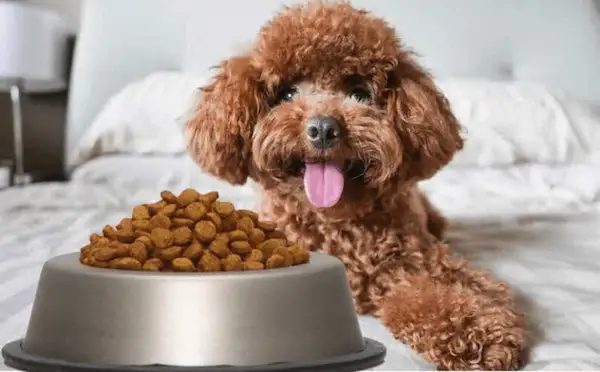 Thức ăn thú cưng rất cần thiết trong quá trình nuôi nấng 