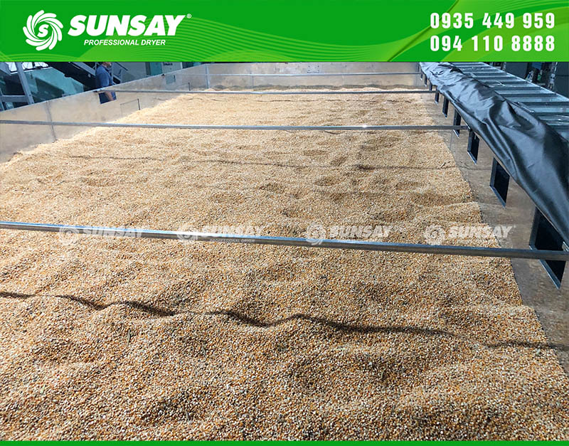 Bắp sau sấy khô đồng đều, không bị cháy xém